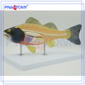 PNT-0822 Fisch anatomisches Modell, Fisch Dissektionsmodell